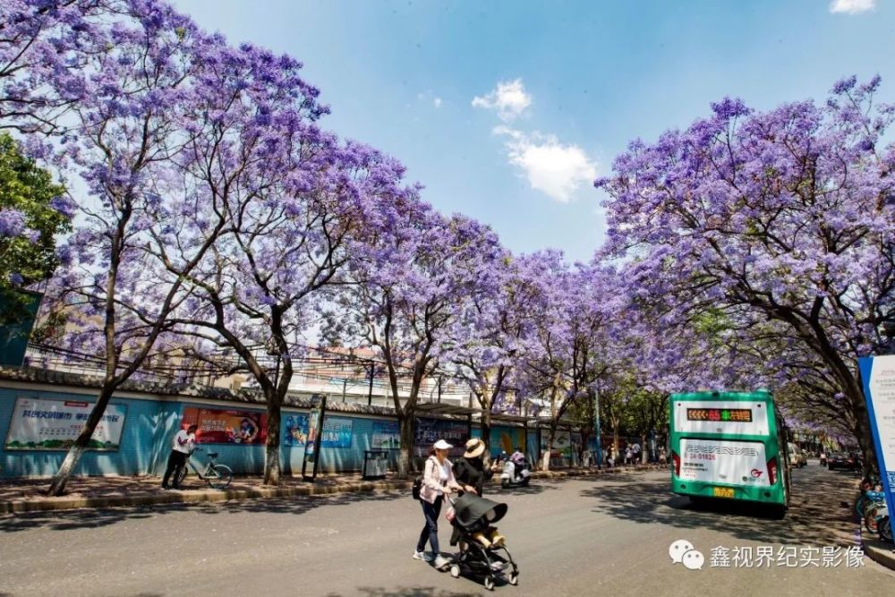 打卡昆明"网红路"┃梦幻蓝花楹开满一条街 美哭网友