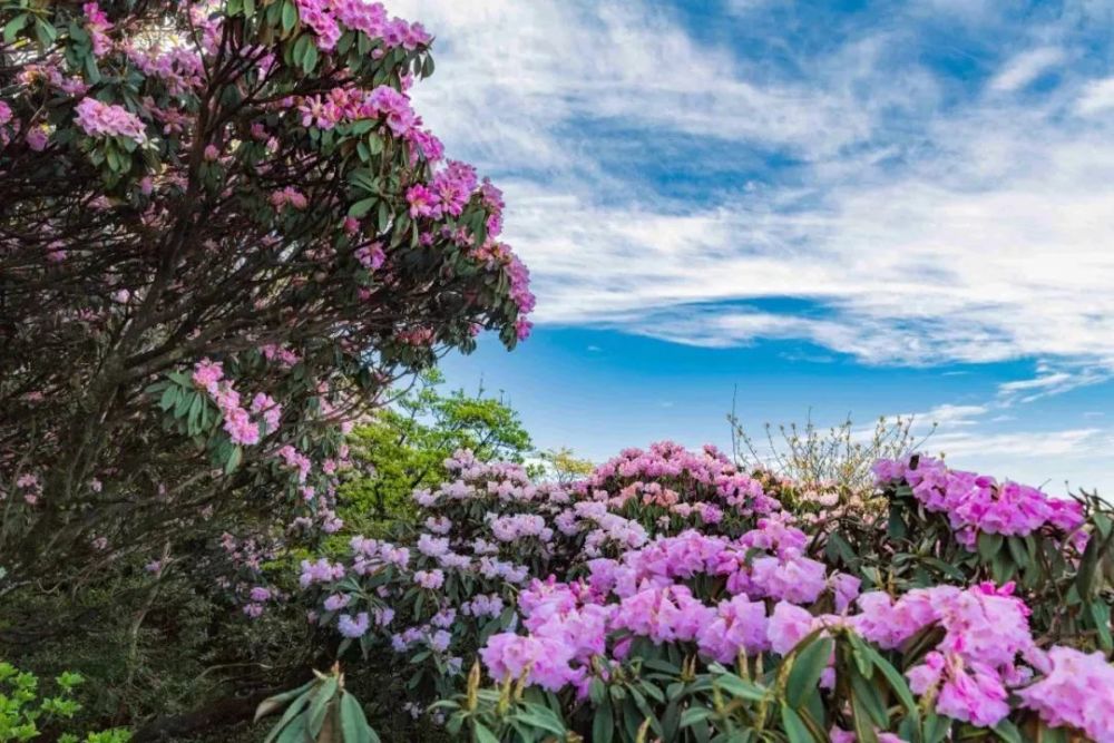 杜鹃花,金佛山,高山杜鹃,黔江区,景区,南川,生物基因库,梁平,刘波