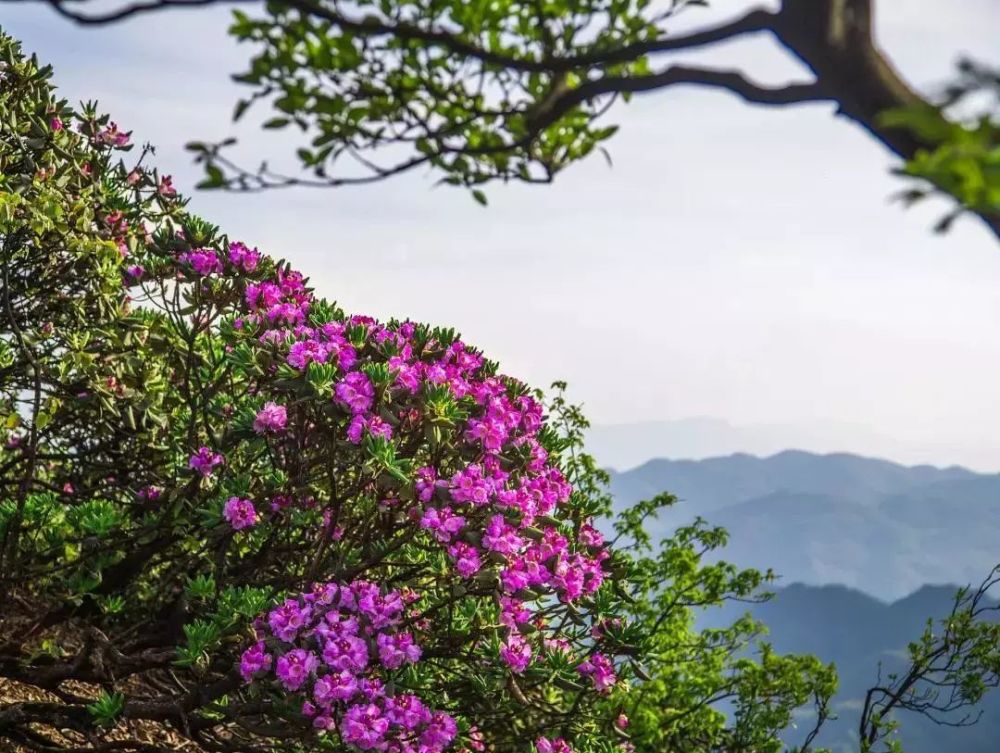 杜鹃花,金佛山,高山杜鹃,黔江区,景区,南川,生物基因库,梁平,刘波