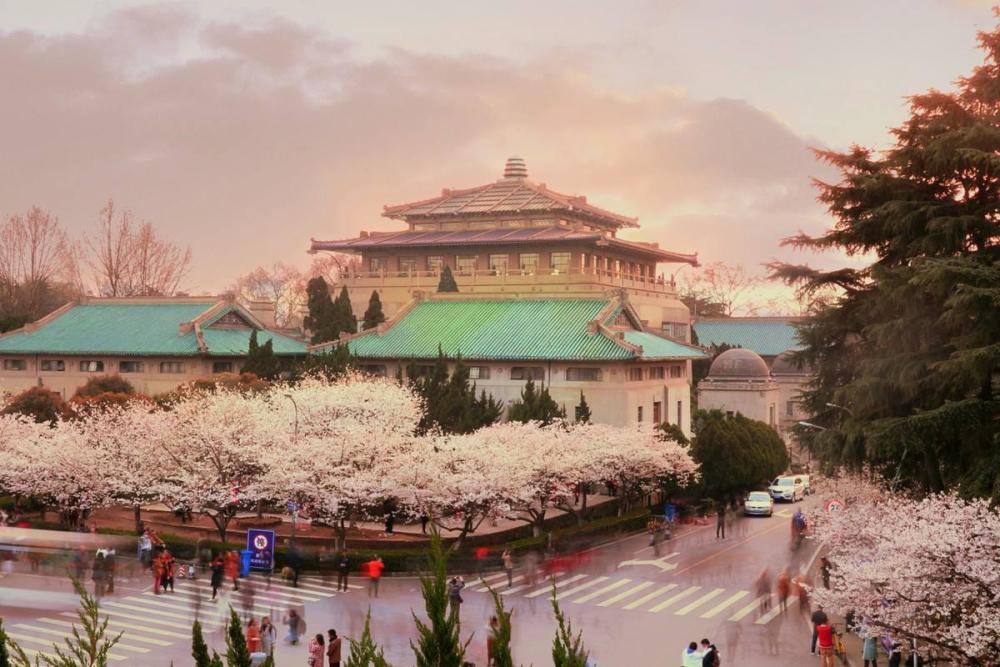 最美赏樱旅行地,位于中国最美大学之中,赏樱季节游客络绎不绝!