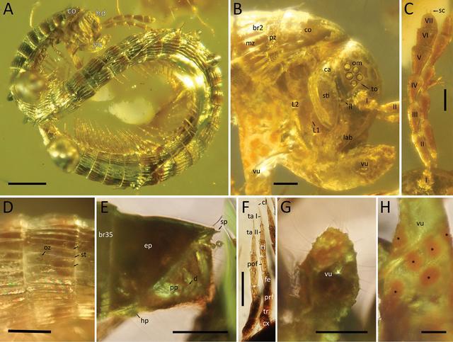 昆虫学家在琥珀中发现"五眼虫",距今9900万年,与恐龙同时