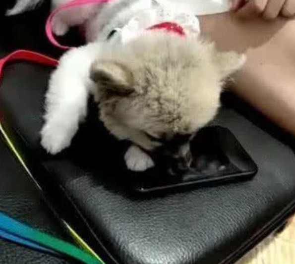 狗狗抱着手机睡觉,突然电话响了,它的表情把人萌翻了
