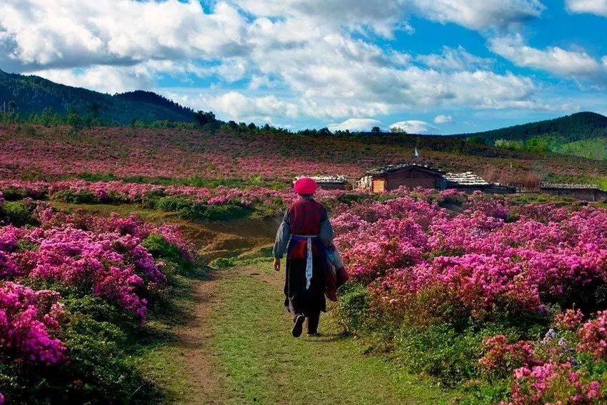 迪庆,杜鹃花,普达措国家公园,云南,香格里拉市,白马雪山