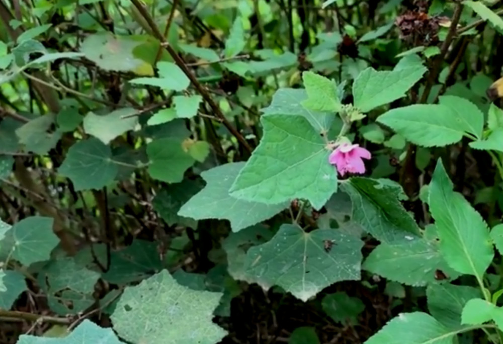 这种野草人称"八卦拦路虎",是很好的中药材,对风湿疾病很有效