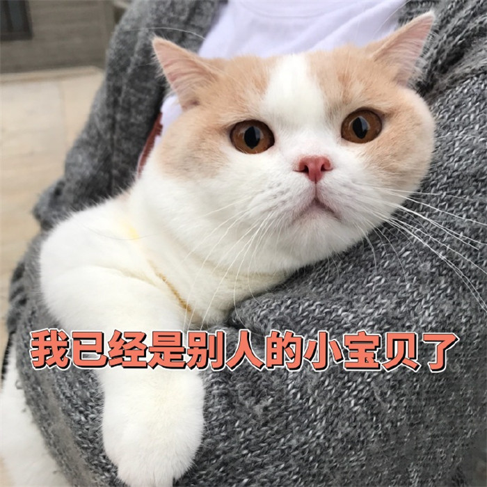 搞笑萌宠猫咪表情包:我这么可爱,别人捡到是不会还给你的