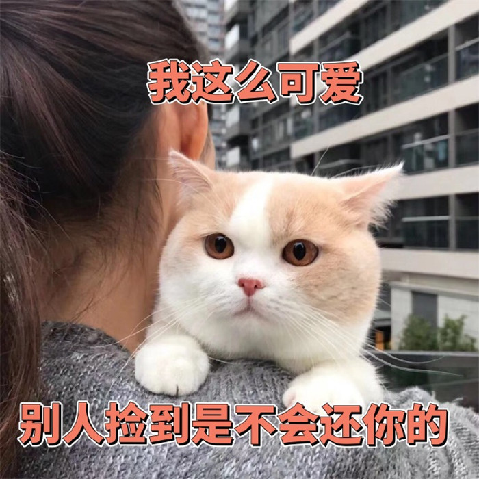 搞笑萌宠猫咪表情包:我这么可爱,别人捡到是不会还给你的