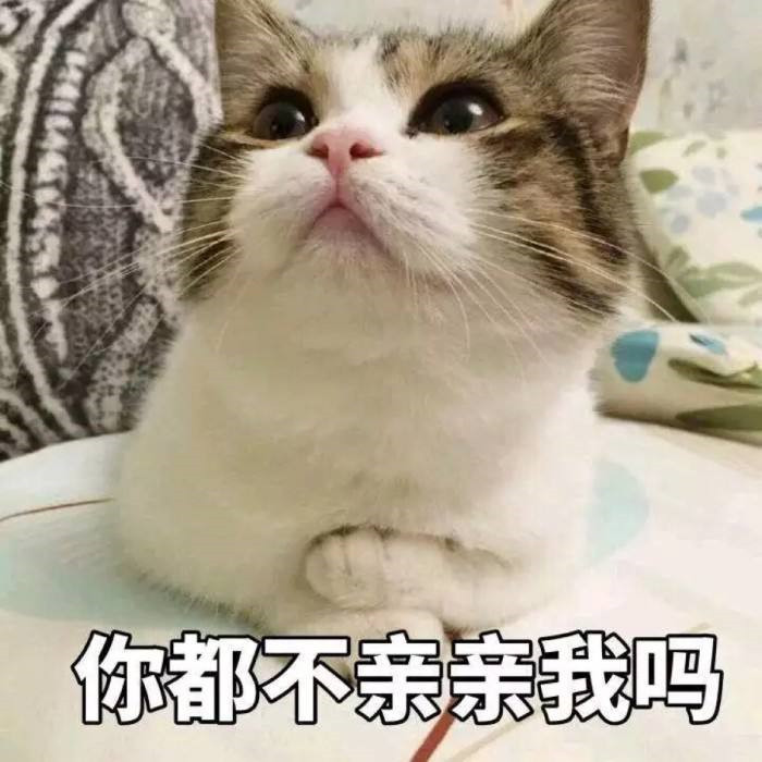 搞笑萌宠猫咪表情包:你都不亲亲我吗?