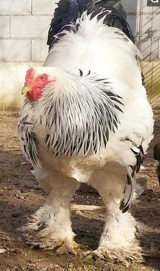 世界上体型最大的鸡,身高可达一米二,被称为"家禽之王