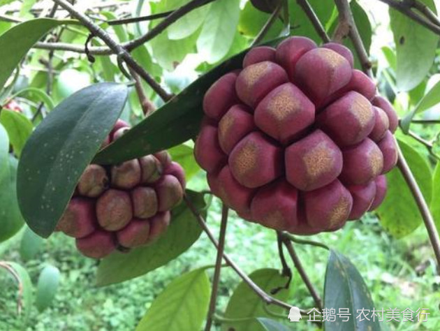深山里这种野果美味可口,如今一斤可卖到120元,80后都