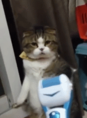 天气热了给猫咪剃毛?效果可能会适得其反哦