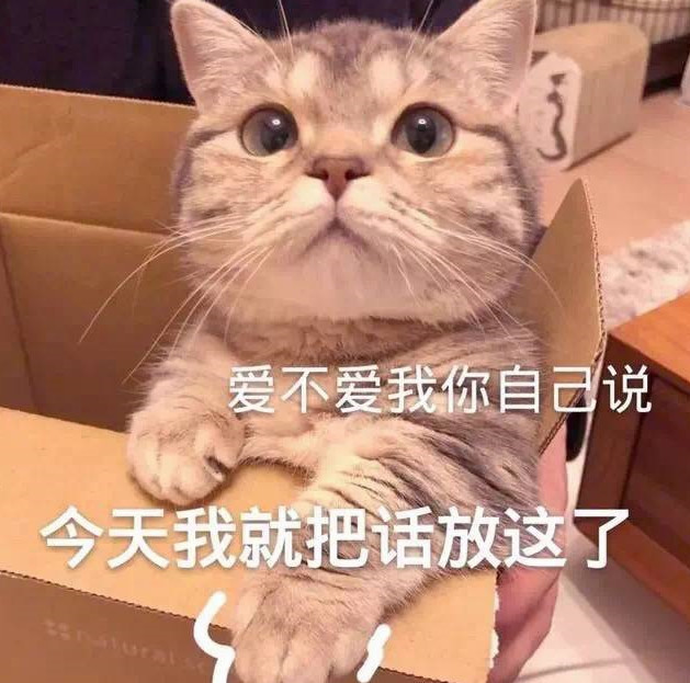 表情包,,猫咪,撒娇