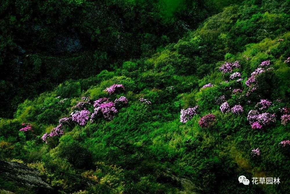 5月去瓦屋山,看一场杜鹃花盛宴