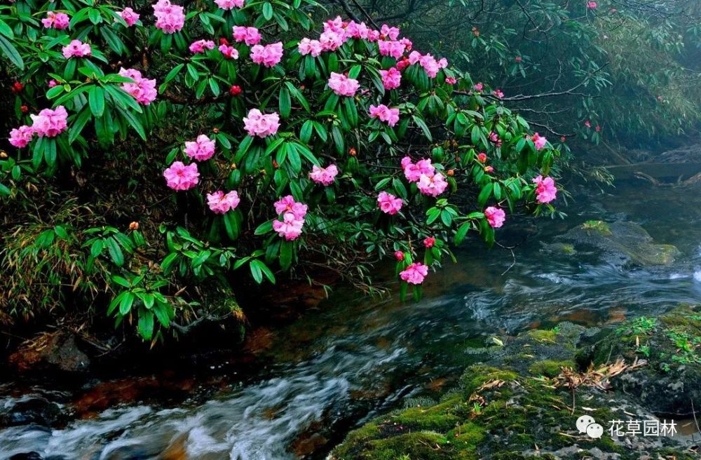 5月去瓦屋山,看一场杜鹃花盛宴