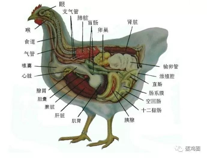 鸡群呼吸道疾病的危害是啥?啥原因引起的?