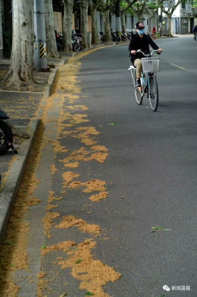 上海梧桐飞絮漫天,七招教你避开