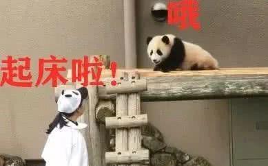 大熊猫正呼呼大睡,结果被饲养员强行叫醒,它的表情笑翻一众网友