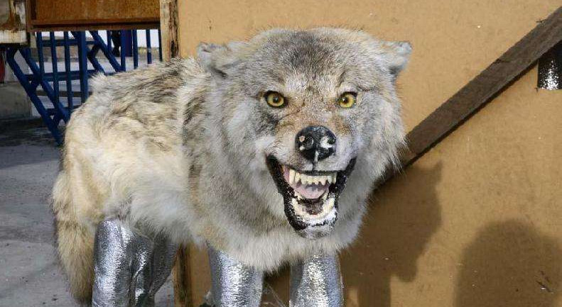 新疆狼灾时常发生,究其原因,与一个世纪前的打虎行动有关