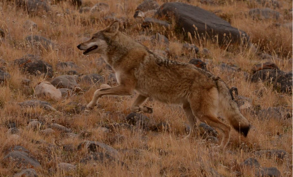 新疆狼灾时常发生,究其原因,与一个世纪前的打虎行动有关