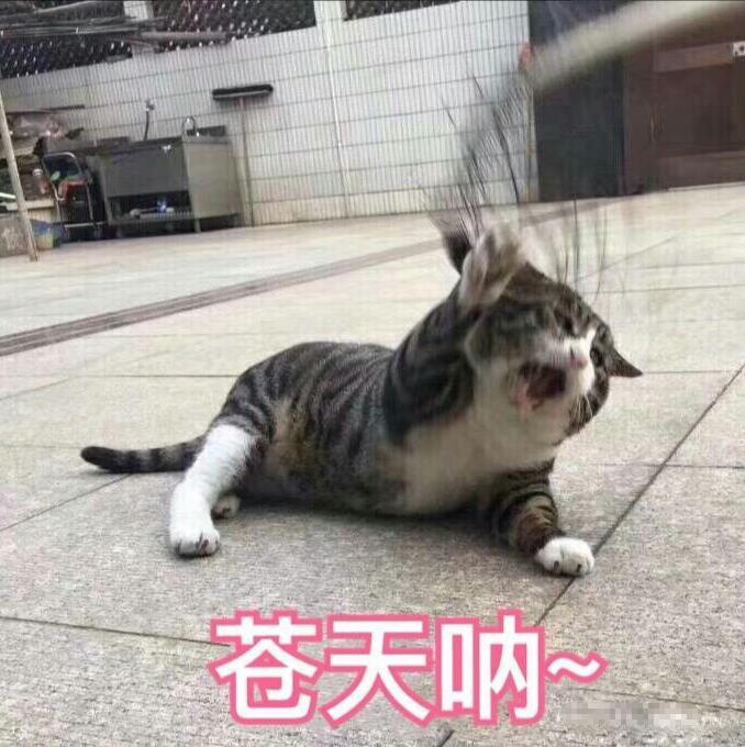 生活不易,猫咪泪眼婆娑:往后的猫生,我就自己瞎过吧