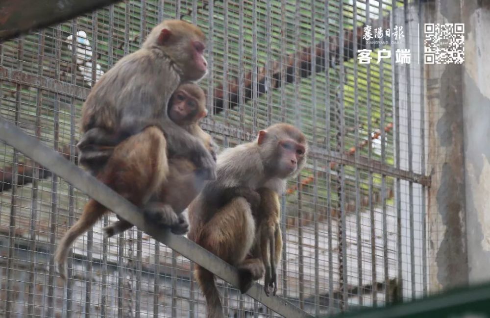 画面令人心碎……襄阳动物园的猴妈妈引起了全网关注