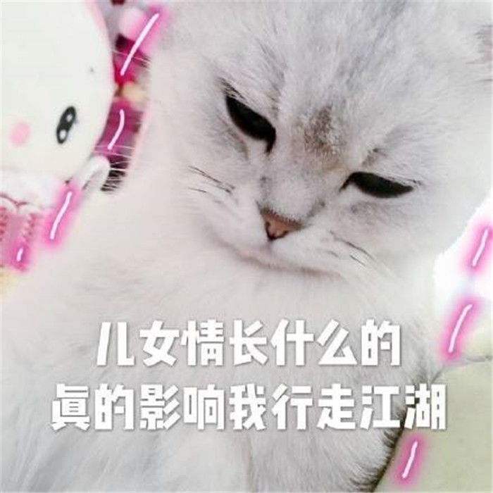 可爱萌宠猫咪斗图表情包:儿女情长什么的,真的很影响我行走江湖