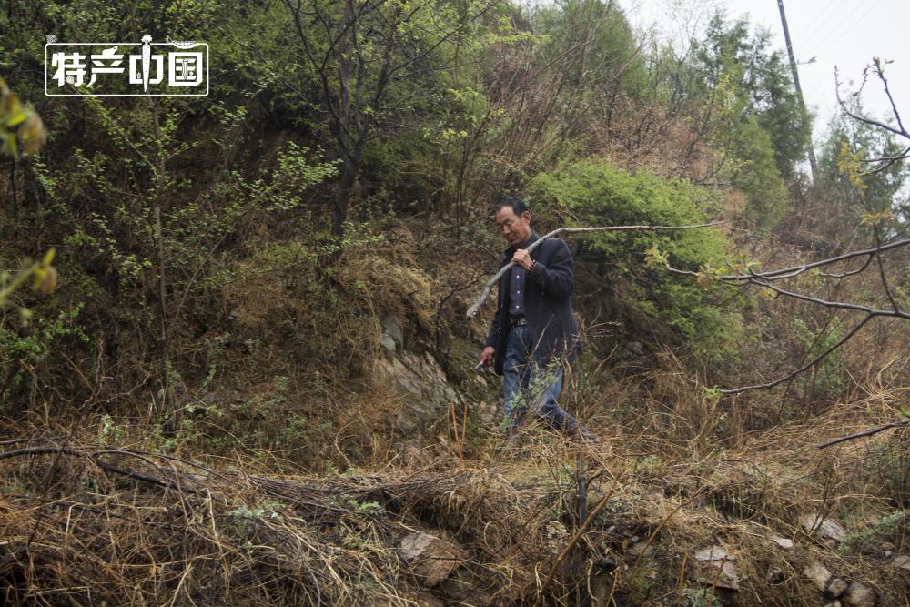 核桃树,核桃,平石头村,村民,阜平县