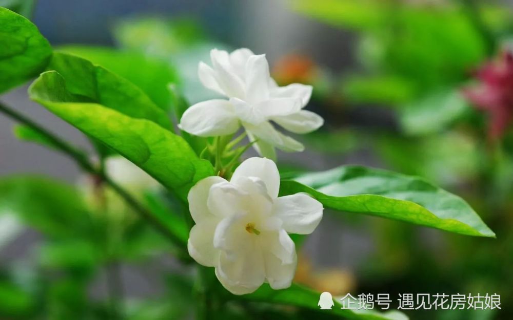 茉莉花为什么会变红?该怎么办?