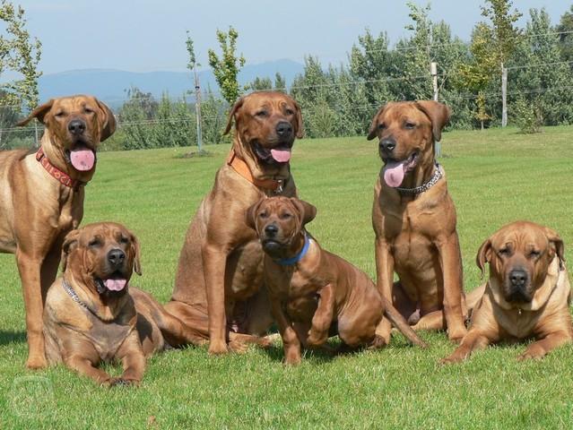 饲养一只土佐犬需要注意的事情