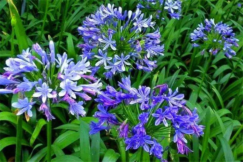 千里光 菊科千里光属  万带兰 兰科万带兰属 看了这么多的植物,请问