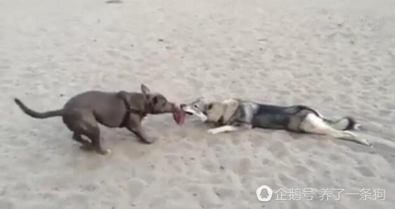 二哈和另一只狗抢东西,只是这姿势,太赖皮了