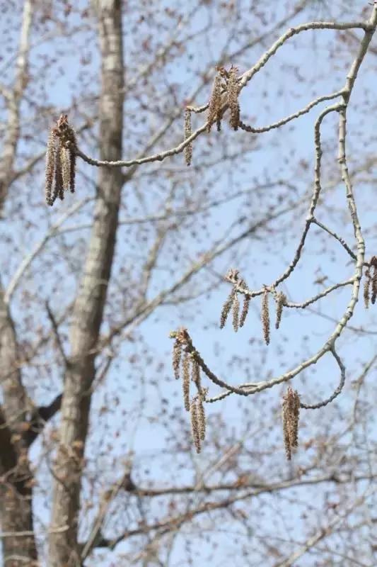 毛白杨雄花序,图:徐晔春,朱鑫鑫 四月末,天空中飘起白毛毛,这是杨柳