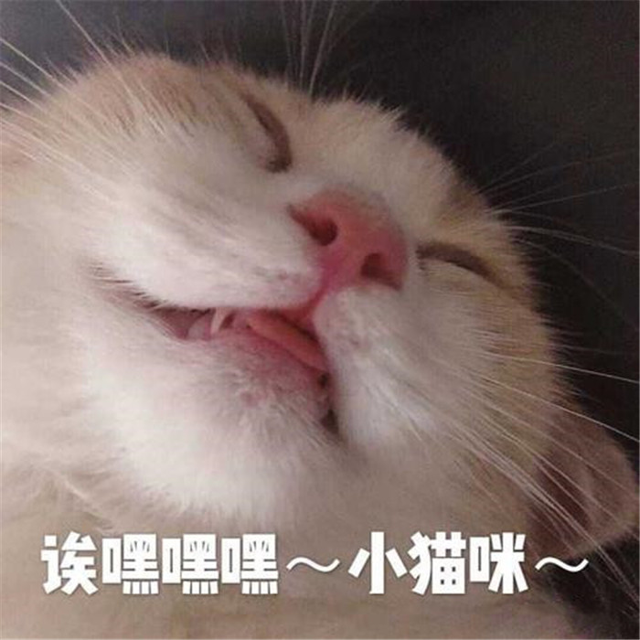 可爱萌宠猫猫表情包:我看你是欠揍了