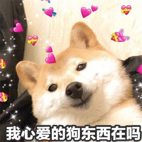 甜宠搞笑表情包,小柴柴发言:下面听我说,我们都是狗