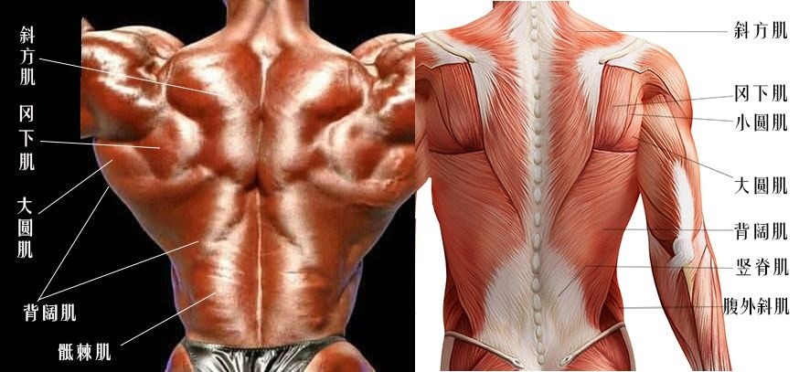 在训练背部之前,一定要弄清楚背部肌肉纤维走向结构,用不同的动作角度