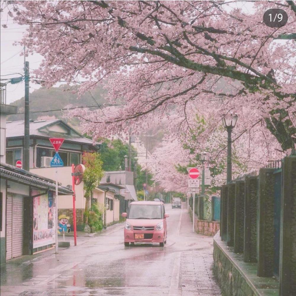 日本 樱花 壁纸:富士山下,樱花漫开,品味不一样的日本