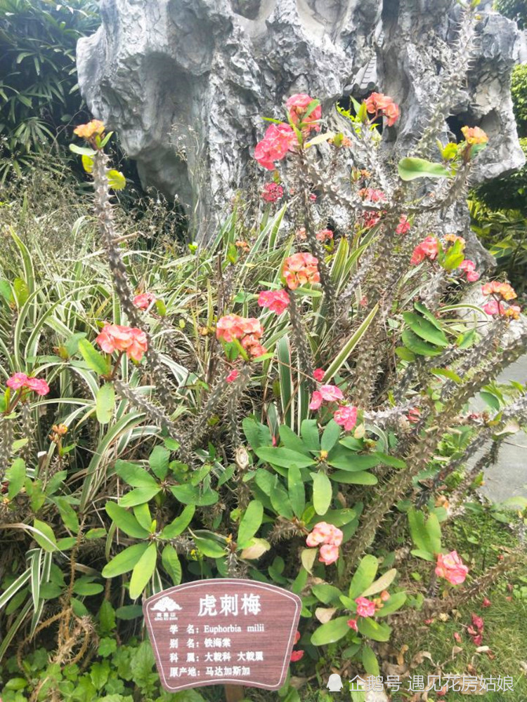 虎刺梅,铁海棠,灌木植物,花卉植物,开花