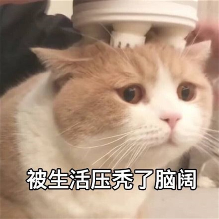 萌宠猫猫表情包:我就是一只小猫咪还萌萌哒那种,你能拿我怎么办