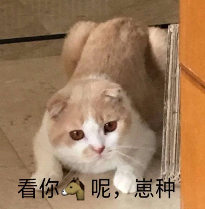 猫咪·表情包:你不对劲 小老弟