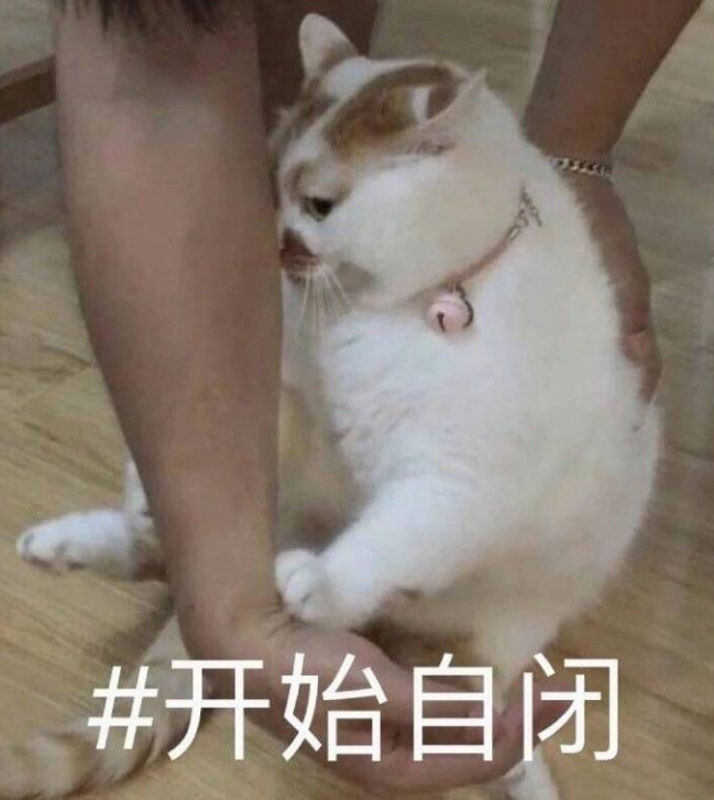 猫咪·表情包:你不对劲 小老弟