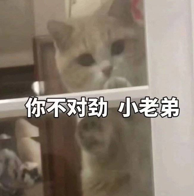 猫咪·表情包:你不对劲 小老弟