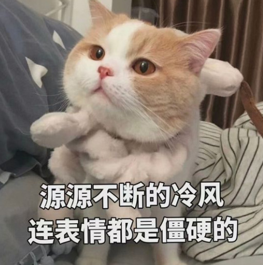 猫咪表情包·精选斗图:请问,你就是我的主子吗