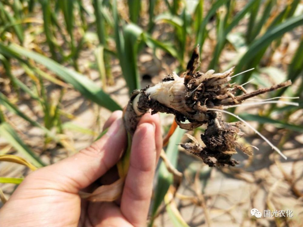 发病植株叶尖枯萎,整体粗缩 地下部症状: 发病植株由根系基部开始腐烂