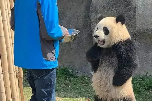 饲养员,熊猫,宠物,动物,萌宠