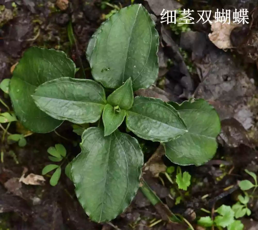 龙胆科:双蝴蝶&细茎双蝴蝶