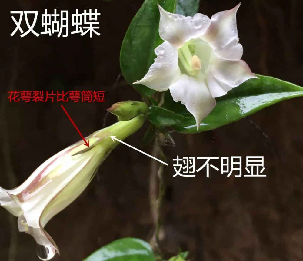 龙胆科:双蝴蝶&细茎双蝴蝶