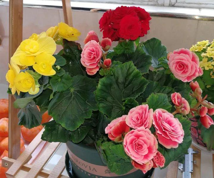 丽格海棠,花花