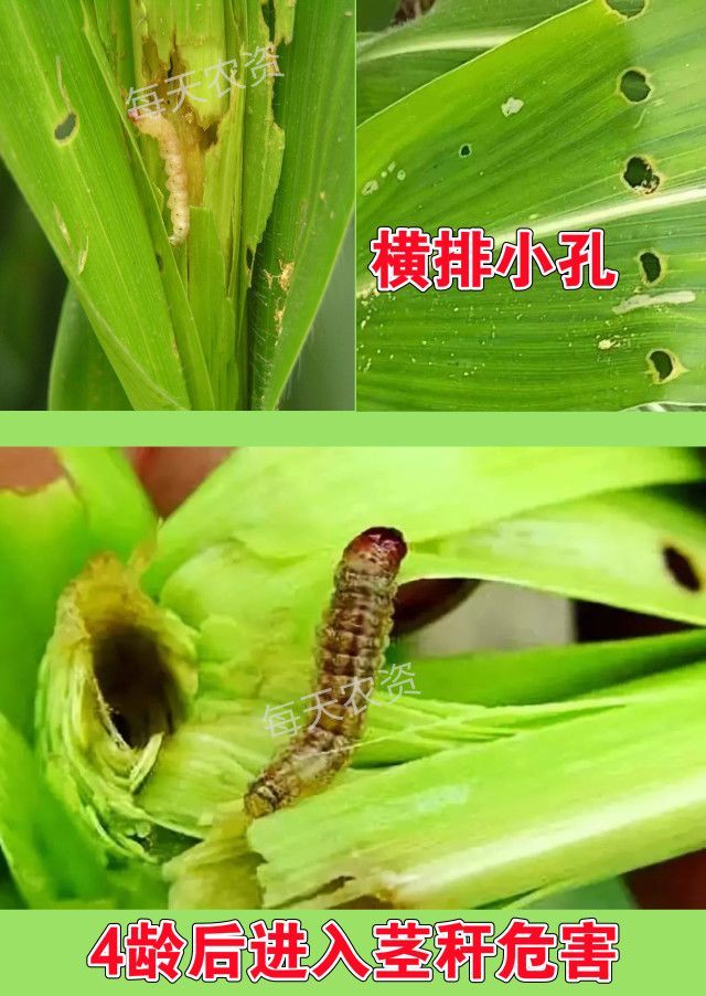 玉米螟幼虫 3龄前主要集中在幼嫩的心叶,雄穗,苞叶和花丝上, 4龄以后