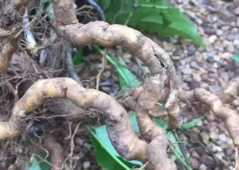 增城人煲汤常用的五指毛桃,竟然是"断肠草"!真相