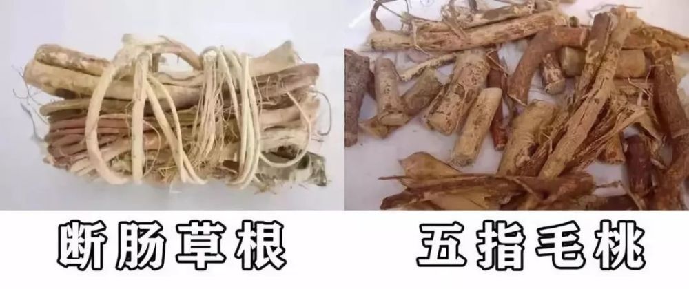 增城人煲汤常用的五指毛桃,竟然是"断肠草"!真相