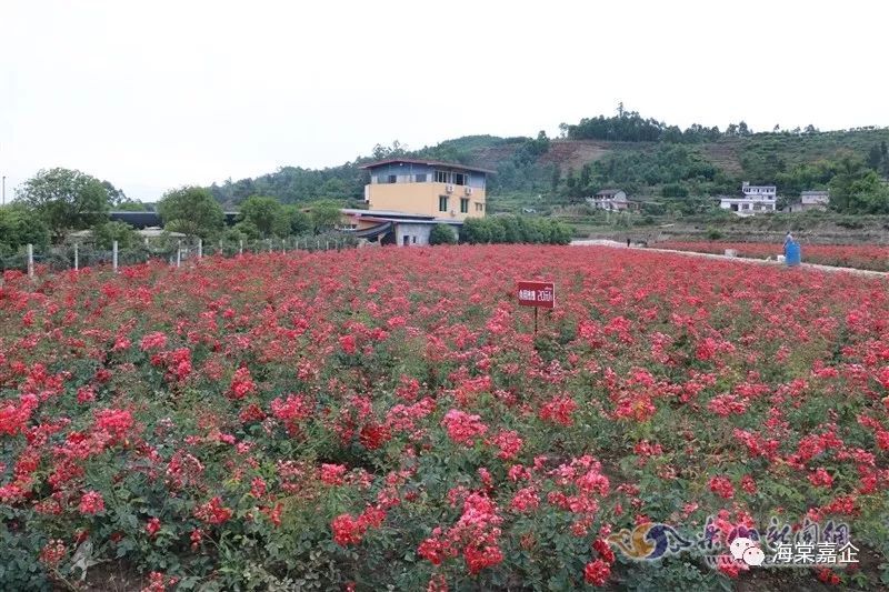 乐山市,玫瑰庄园,关庙